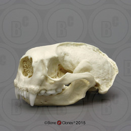 Black Rhino Horns Pair (Replica) - Bone Clones, Inc. - Osteological  Reproductions