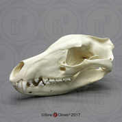 Tasmanian Wolf Skull