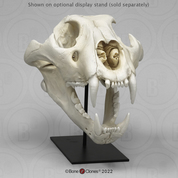 Extra Large African Lion Skull, Male