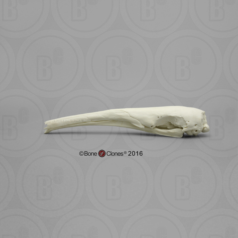 Giant Anteater Skull