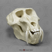 Male Mandrill Baboon Skull