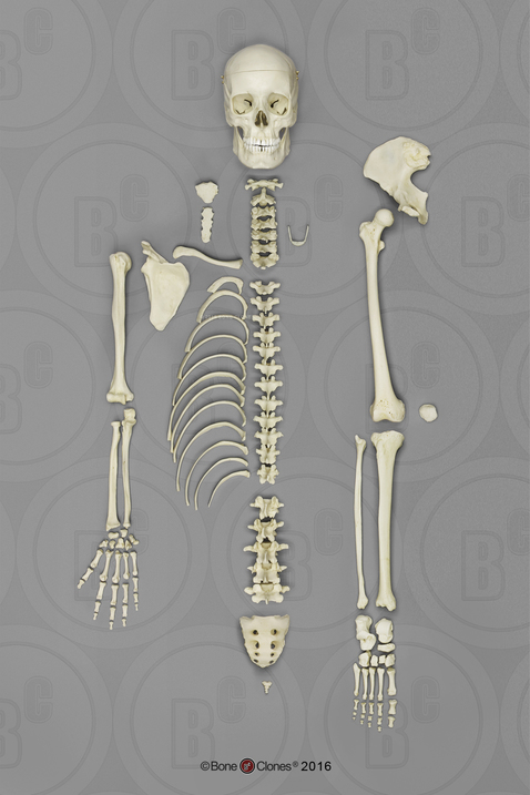 Human Female European Half Skeleton SCM-191-DH