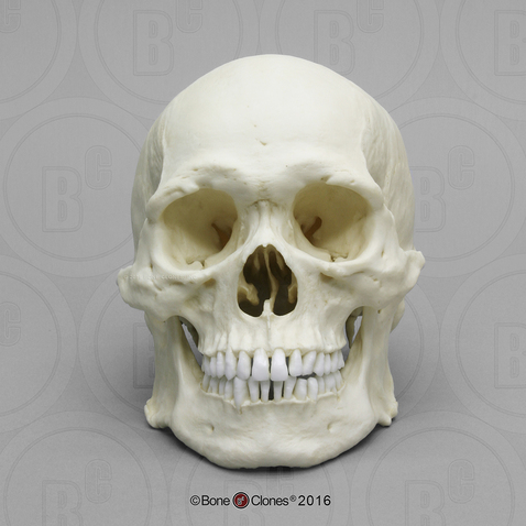Human Male Asian Robust Skull