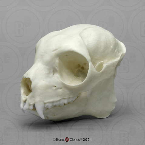 Sifaka Lemur Skull