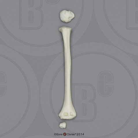 5-year-old Human Child Humerus, Disarticulated