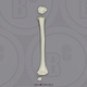 5-year-old Human Child Humerus, Disarticulated