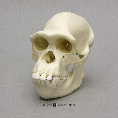 Female Chimpanzee Skull