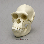 Female Chimpanzee Skull