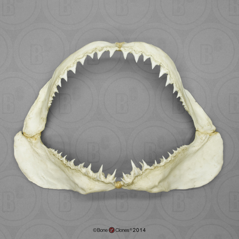 Great White Shark Jaw (small) - Bone Clones, Inc. - Osteological  Reproductions