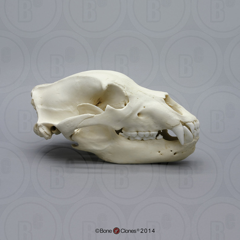 Grizzly Bear Skull