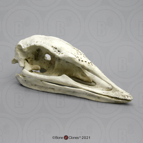 Elephant Bird Skull
