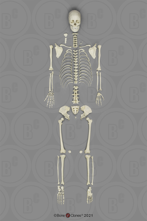 Human Female European Disarticulated Skeleton