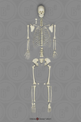 Human Female European Disarticulated Skeleton