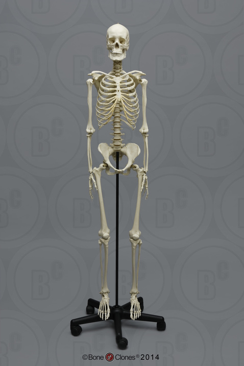 Human Female European Articulated Skeleton