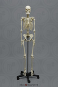Human Female European Articulated Skeleton