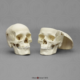 Dietary Comparison Economy Skull Set - Bone Clones, Inc. - Osteological  Reproductions