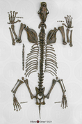 Sabertooth Cat Smilodon Disarticulated Skeleton, Tarpit Finish