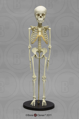 Articulated Modern Human 5-year-old Child Skeleton