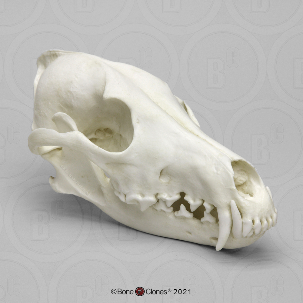 Coyote Skull, real bone, available for purchase at natur.