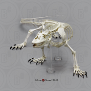 Articulated Komodo Dragon Skeleton
