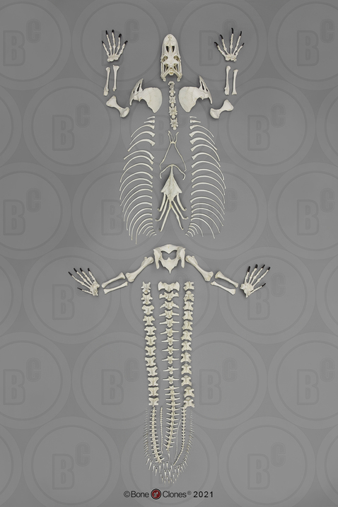 Disarticulated Komodo Dragon Skeleton