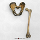 Homo ergaster pelvis and femur - KNM-WT 15000