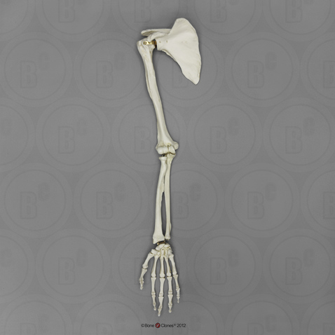 Human Female Asian Arm, Articulated with Scapula