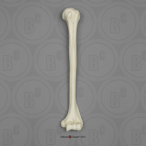 Human Male Adult Humerus - Bone Clones, Inc. - Osteological Reproductions