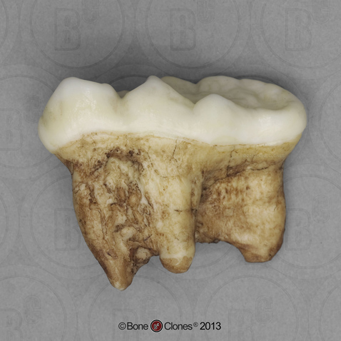 Cave Bear Tooth, Upper Right Molar