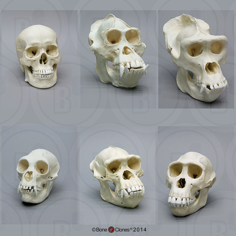 Set of 6 Primate Skulls