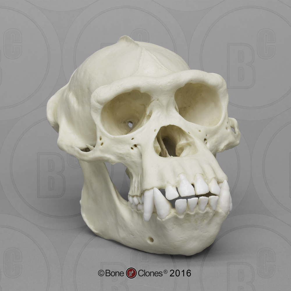 Set of 6 Primate Skulls - Bone Clones, Inc. - Osteological Reproductions