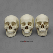 Human Female Skulls: African, Asian, and European