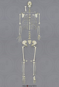 Human Male Asian Disarticulated Skeleton