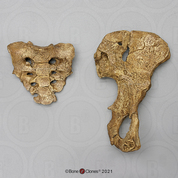 Australopithecus afarensis, "Lucy" Innominate and Sacrum