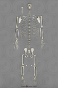 Disarticulated Bonobo Skeleton