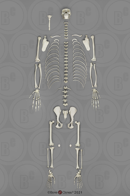 Disarticulated Bonobo Skeleton