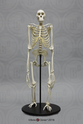 Articulated Bonobo Skeleton