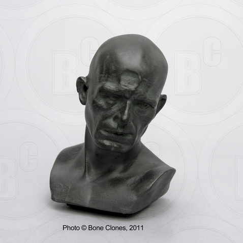 Homo sapiens Cro-Magnon bust by Atelier Daynes, one quarter scale, image