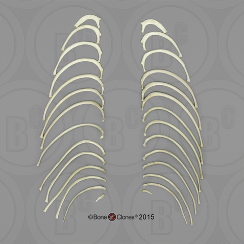 Male Chimpanzee Ribs, Set of 24 (left and right)