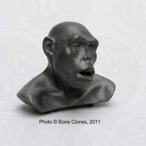 Homo habilis bust by Atelier Daynes, one quarter scale, image