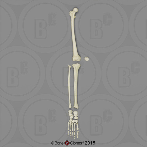 Human Female European Leg, Disarticulated with Disarticulated Foot