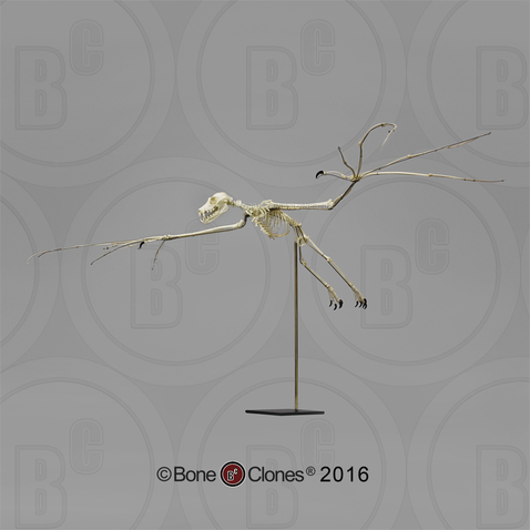 Articulated Greater Flying Fox Skeleton