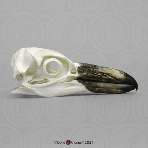 Magellanic Penguin Skull