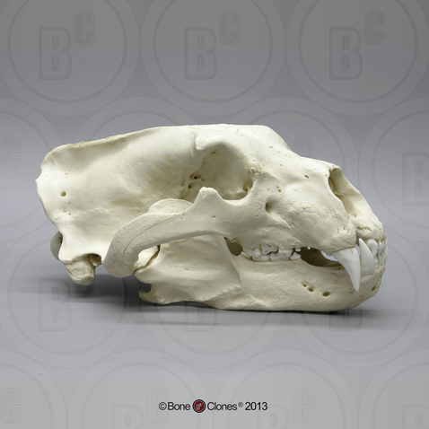 Polar Bear Skull