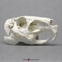 rodent skull