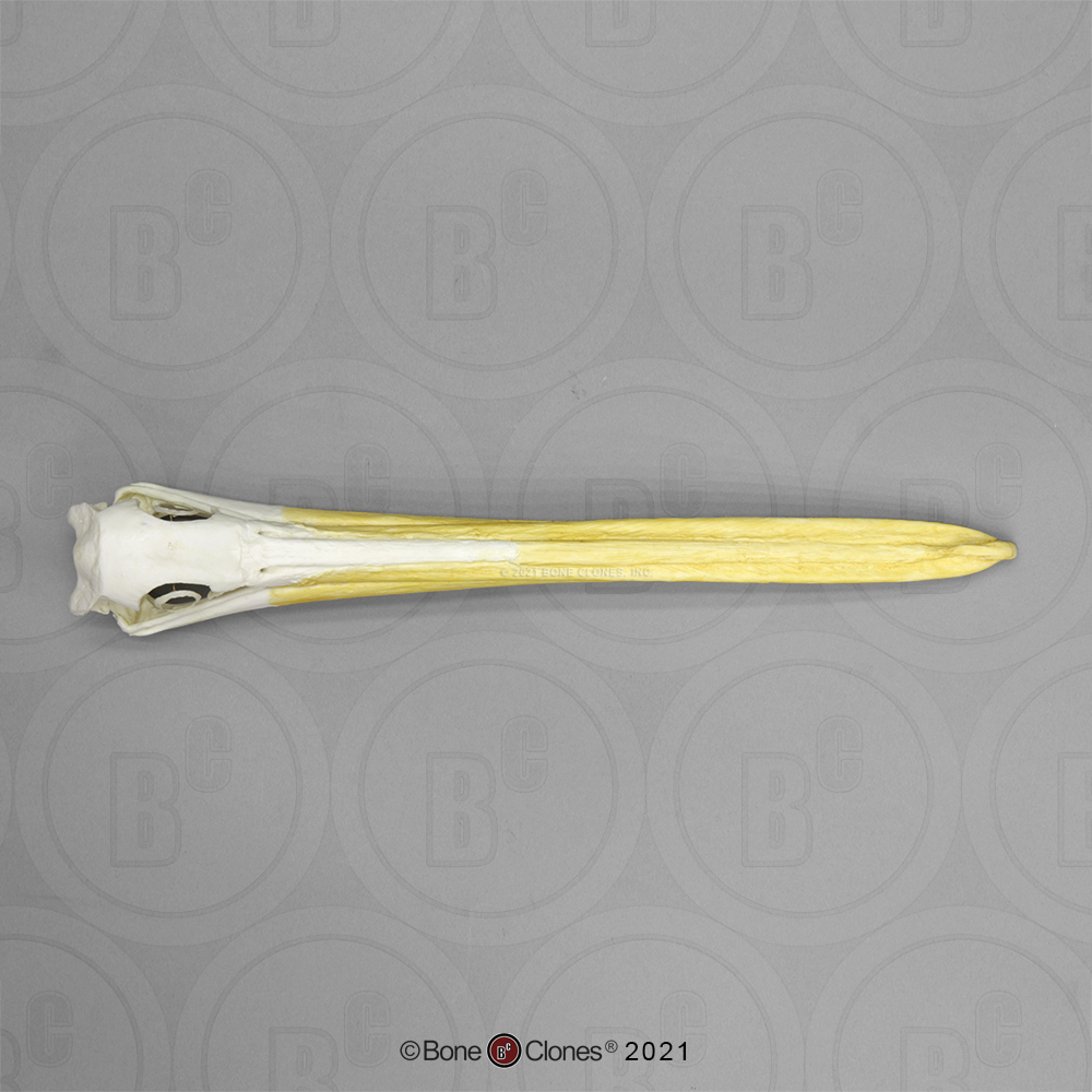 Harpy Eagle Wing, Articulated - Bone Clones, Inc. - Osteological  Reproductions