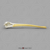 American White Pelican Skull