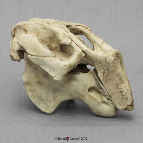 Fossil Dugong Skull