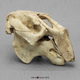 Fossil Dugong Skull BC-321