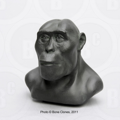 Australopithecus afarensis Male bust by Atelier Daynes, one quarter scale, image